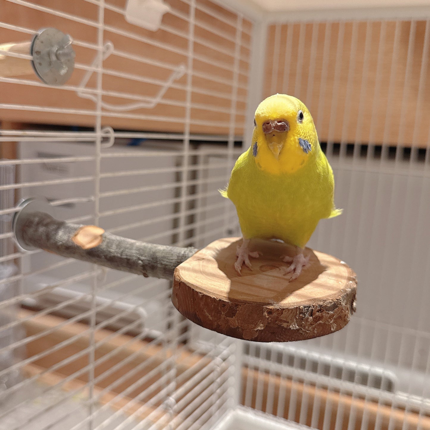 Natural Apple Wood "Rest & Play" Platform Perch – Healthy Feet & Safe Chewing