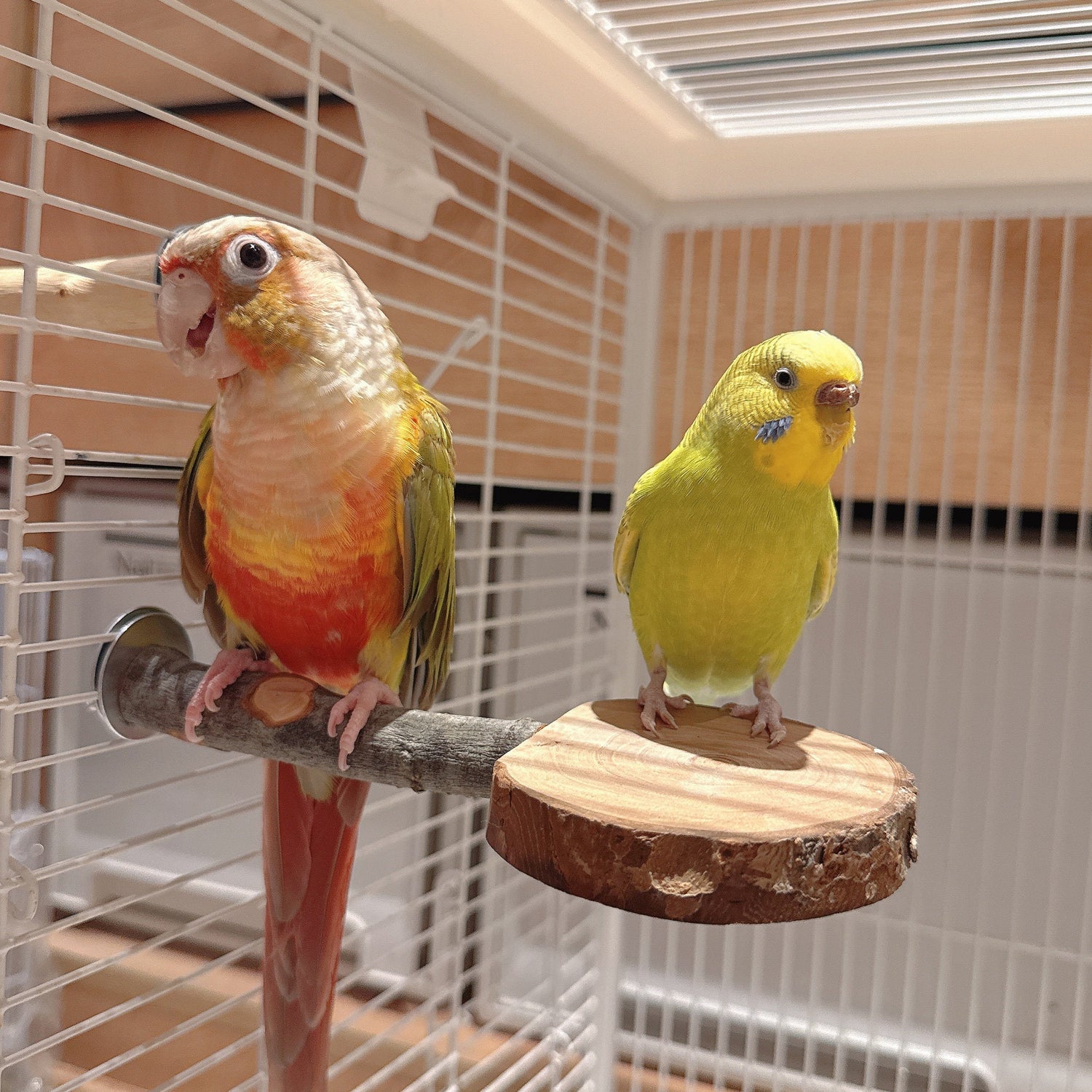 Parrot's Playground