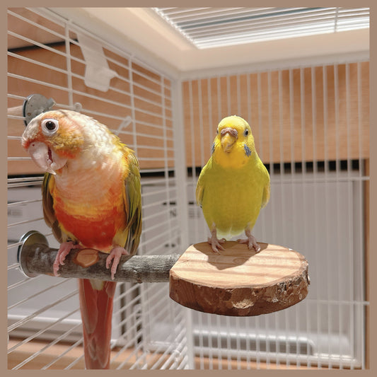 Natural Apple Wood "Rest & Play" Platform Perch – Healthy Feet & Safe Chewing