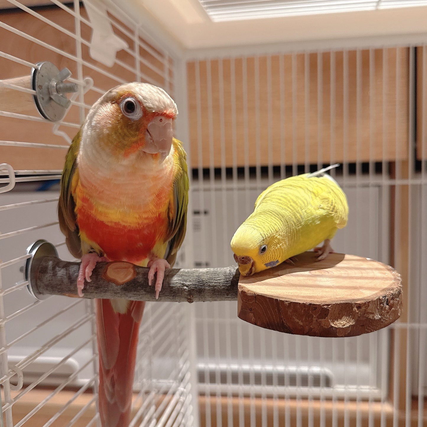 Natural Apple Wood "Rest & Play" Platform Perch – Healthy Feet & Safe Chewing