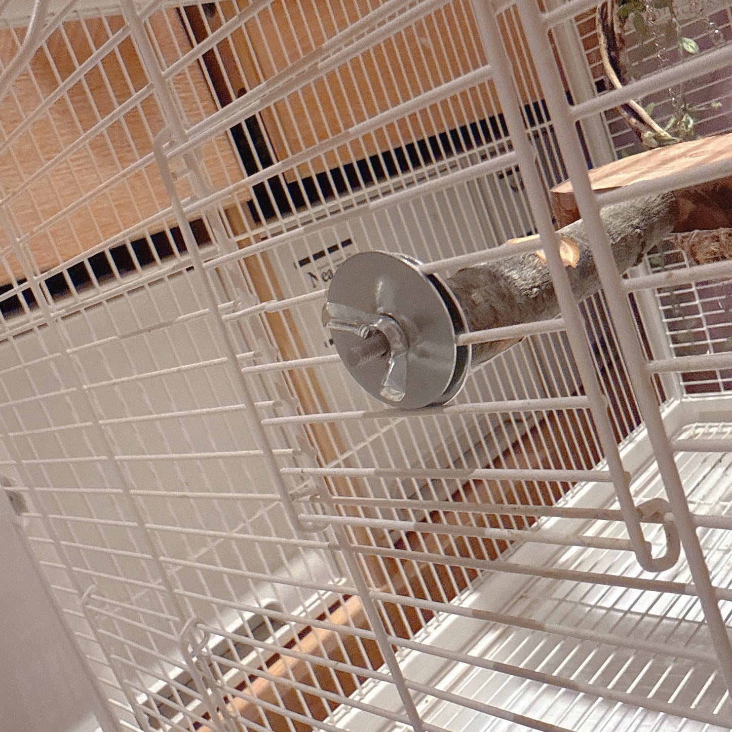 Natural Apple Wood "Rest & Play" Platform Perch – Healthy Feet & Safe Chewing