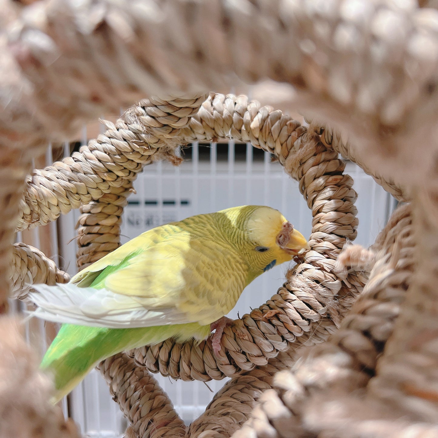The "Cozy Hideout" Woven Seagrass Swing – Natural Shred, Climb & Sleep Ring