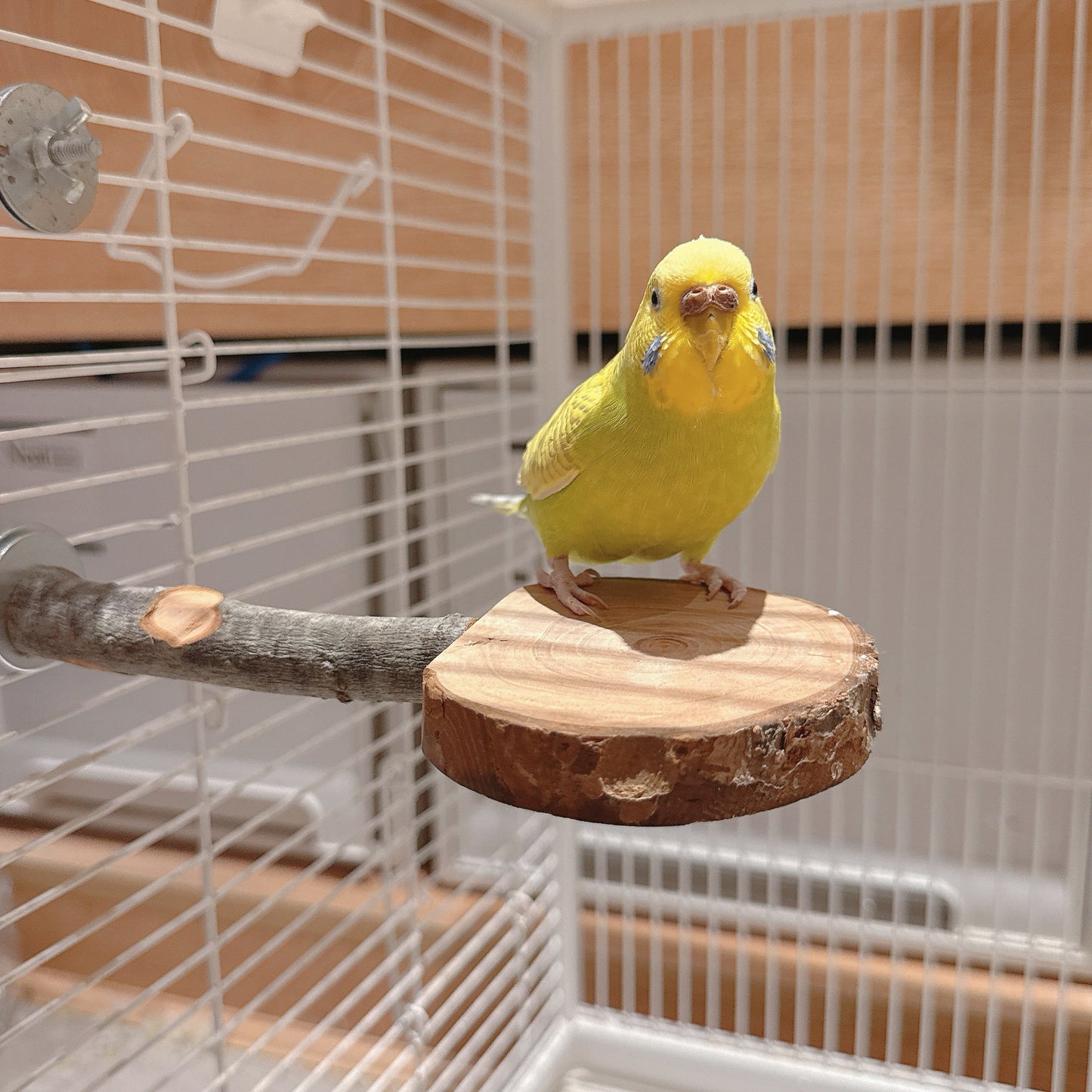 Natural Apple Wood "Rest & Play" Platform Perch – Healthy Feet & Safe Chewing