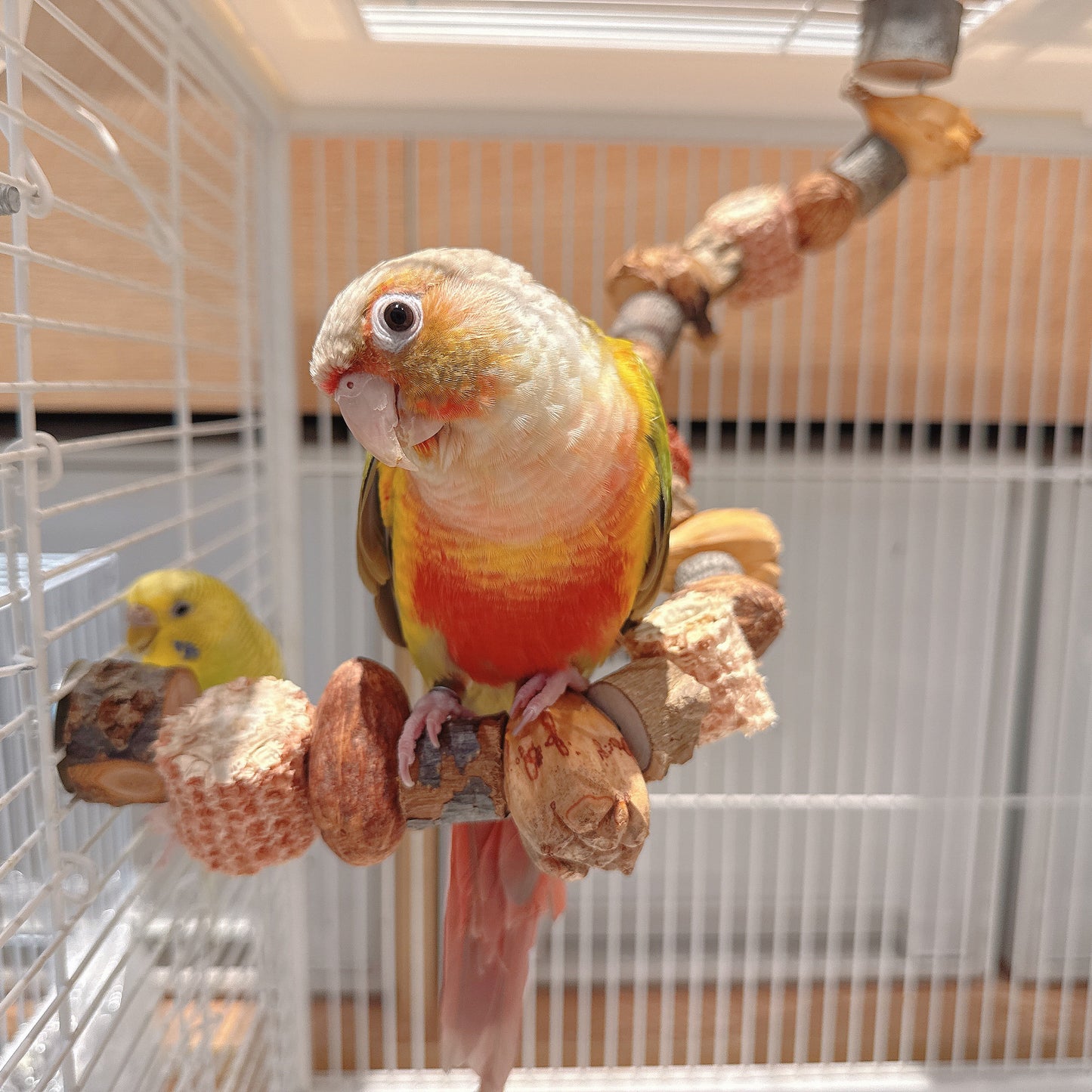 "The Harvest Twist" – Flexible Corn & Nut Foraging Perch (45cm\75cm)