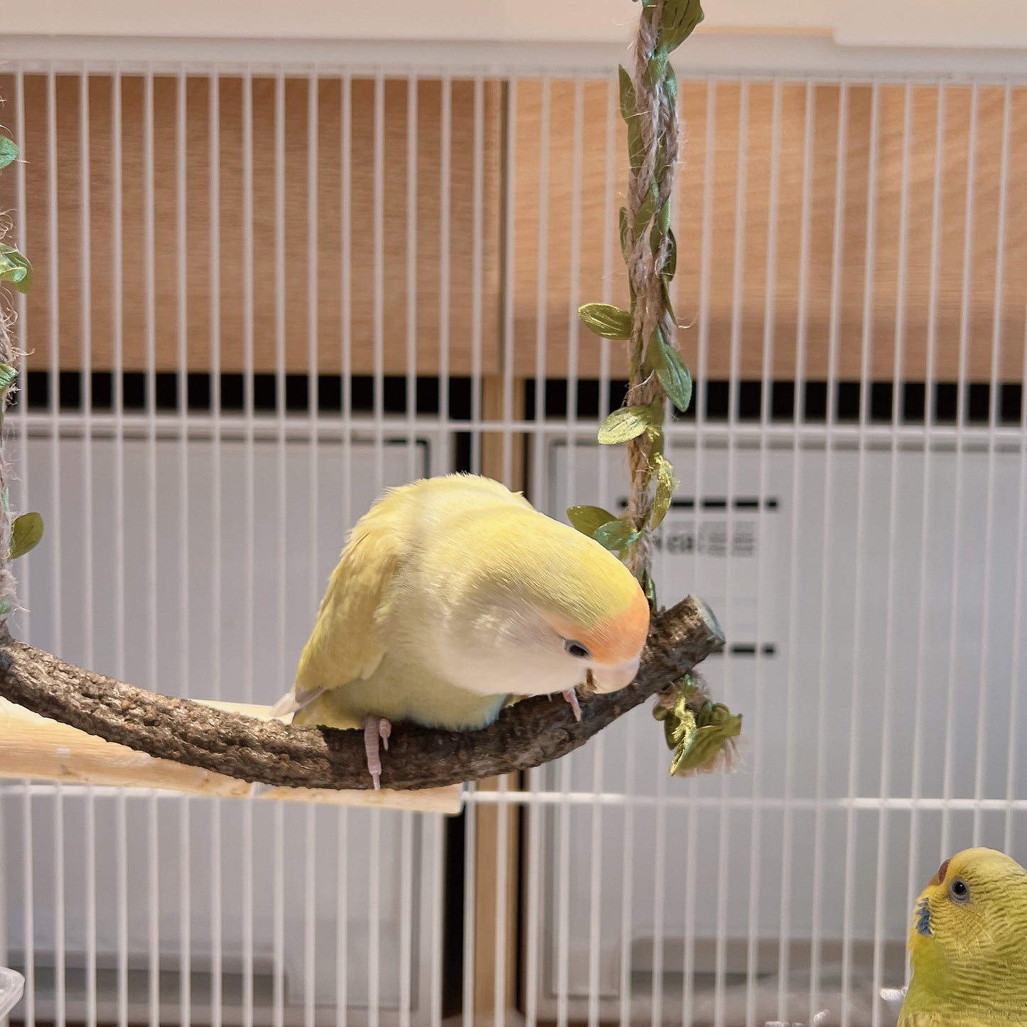 The "Forest Breeze" Natural Branch Swing – Rustic Cage Perch & Decor
