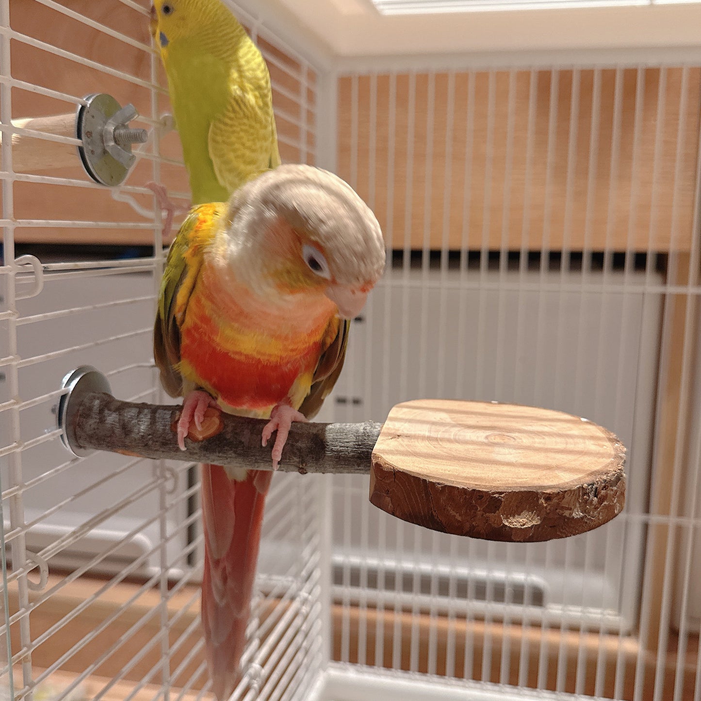 Natural Apple Wood "Rest & Play" Platform Perch – Healthy Feet & Safe Chewing