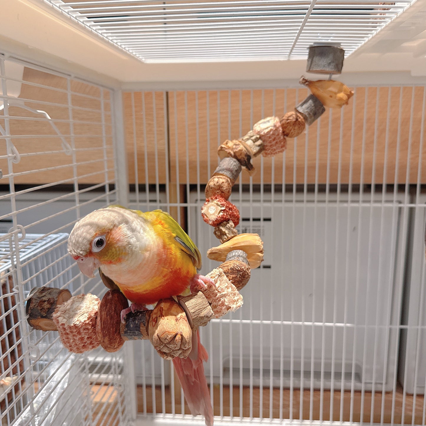 "The Harvest Twist" – Flexible Corn & Nut Foraging Perch (45cm\75cm)