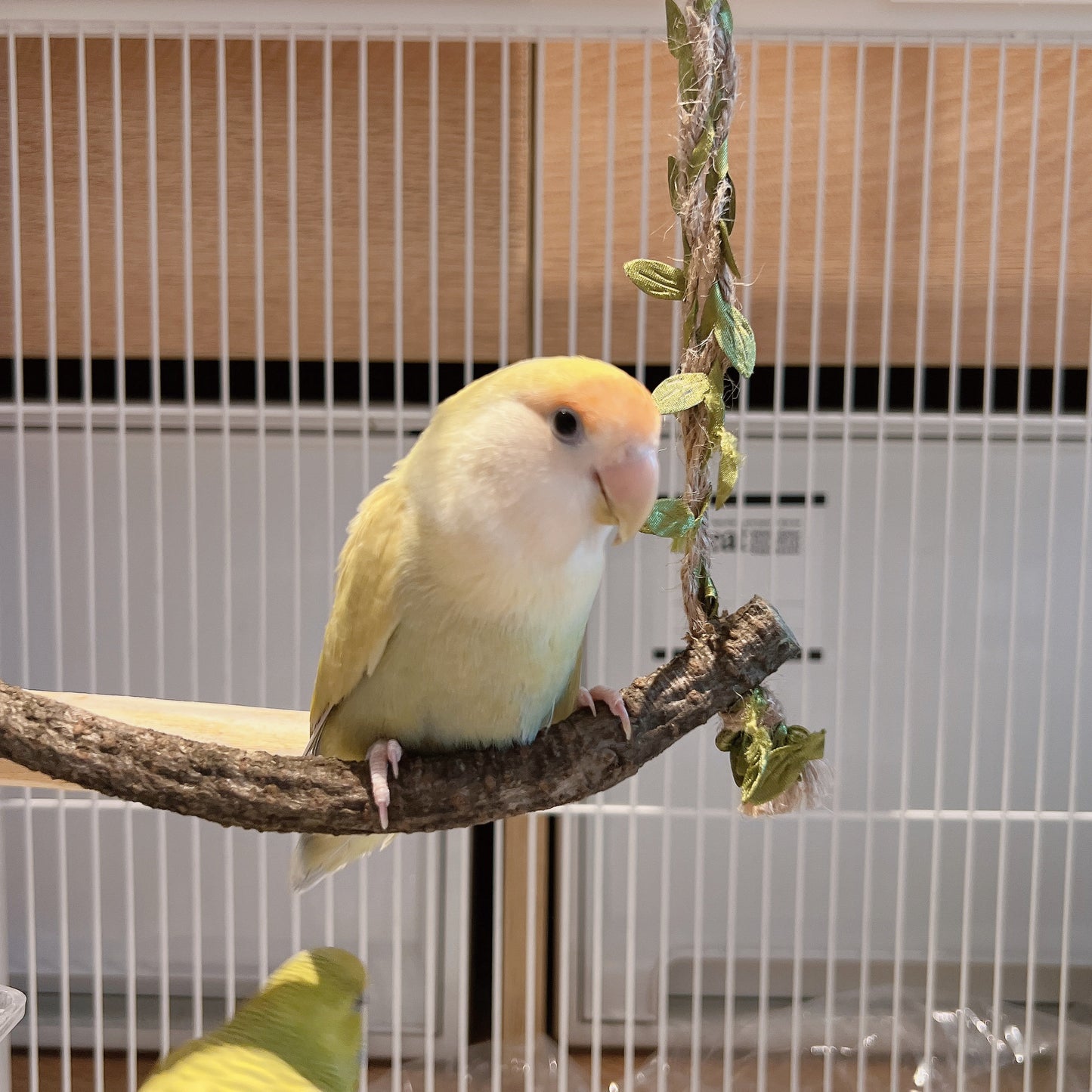 The "Forest Breeze" Natural Branch Swing – Rustic Cage Perch & Decor