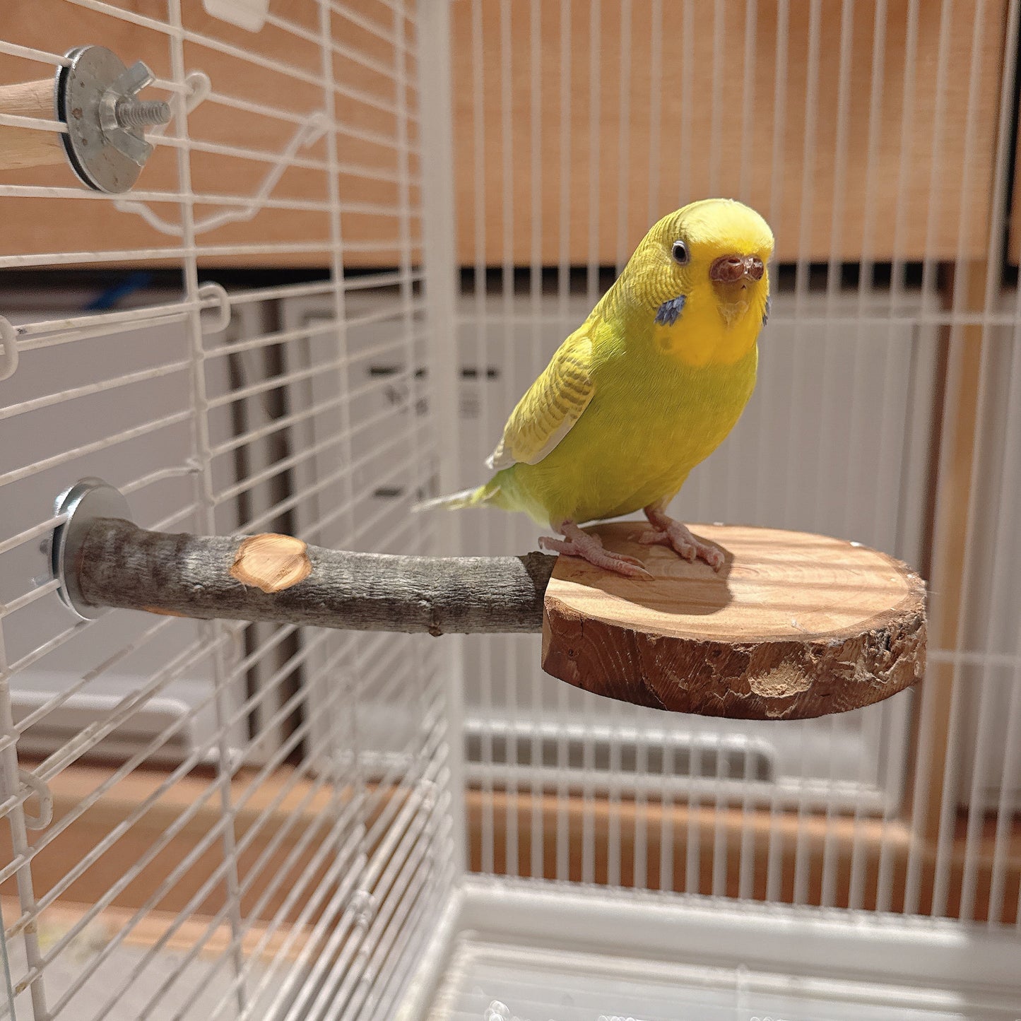 Natural Apple Wood "Rest & Play" Platform Perch – Healthy Feet & Safe Chewing