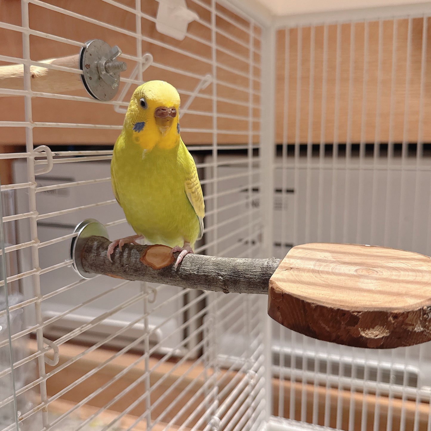 Natural Apple Wood "Rest & Play" Platform Perch – Healthy Feet & Safe Chewing