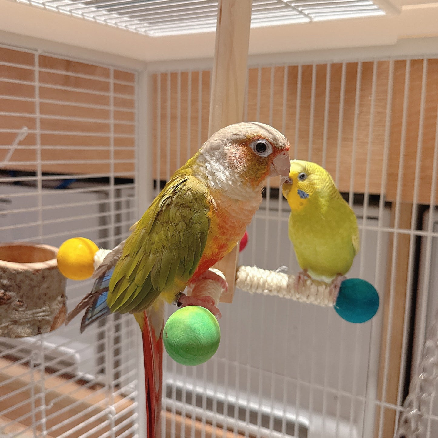 The Rainbow Carousel" – Spinning Rope Perch & Boredom Breaker