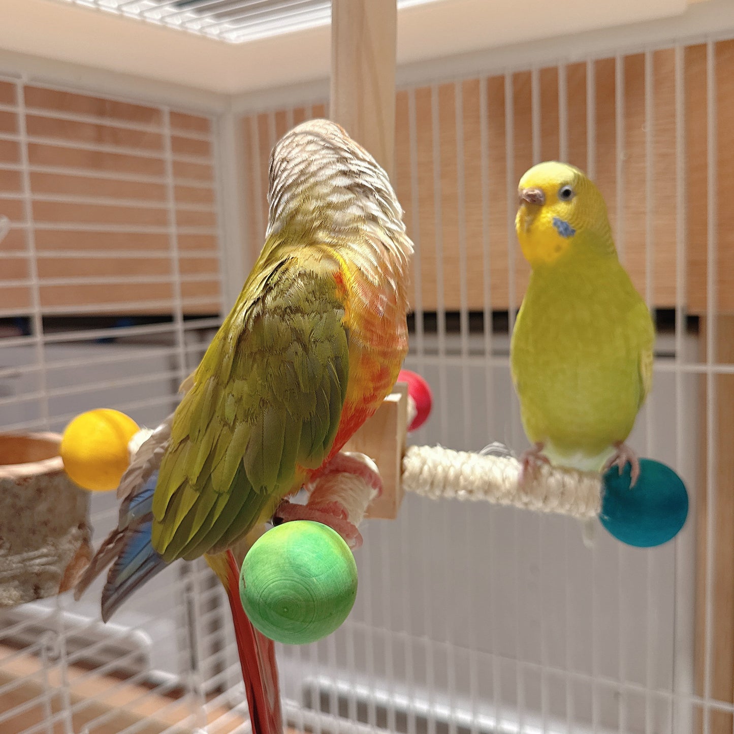 The Rainbow Carousel" – Spinning Rope Perch & Boredom Breaker