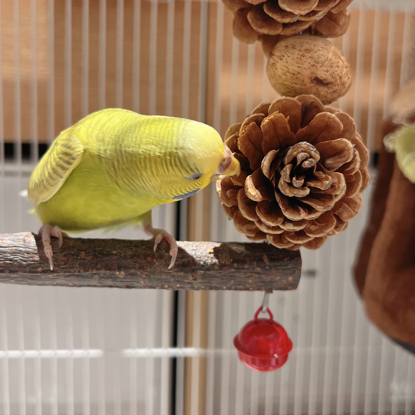 The "Forest Feast" Arch Swing – Pine Cone, Corn & Nut Chewing Gym